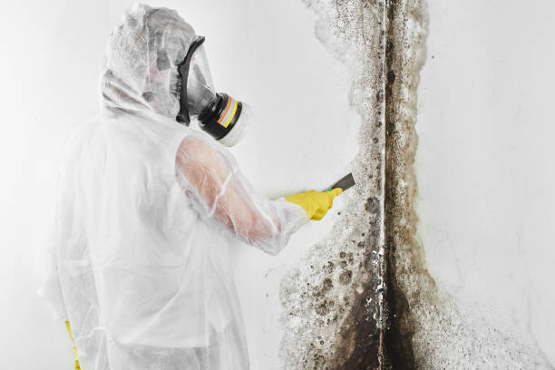 Best Insurance-Related Mold Remediation in West Ack, NY