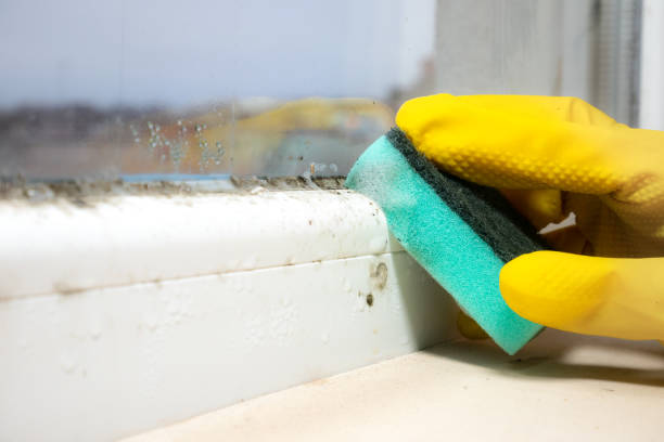 Best Health and Safety Mold Remediation in West Ack, NY