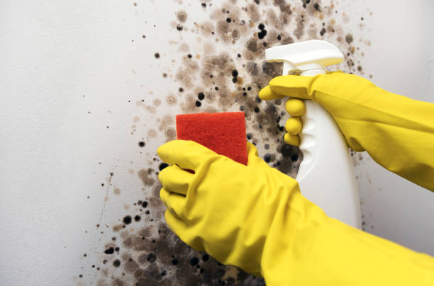 Best Commercial Mold Remediation in West Ack, NY