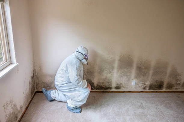 Best Emergency Mold Remediation in West Ack, NY